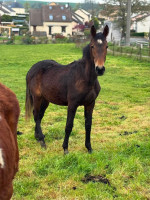Vente de cheval : Scandale de la Pierre